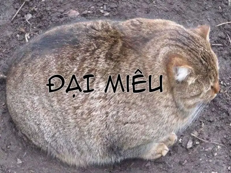 Lần Đầu Của Cô Gái Nhút Nhát Hay Bị Bắt Nạt Ấy - Trang 11